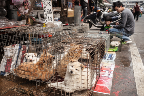 China Reclassifies Dogs As Pets Instead Of Livestock
